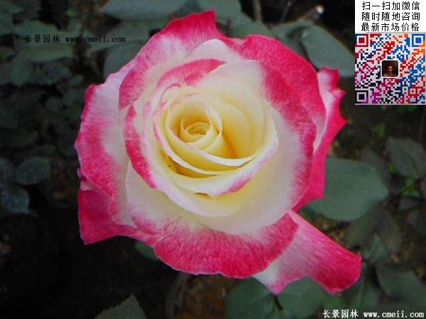 月季花 月季花
