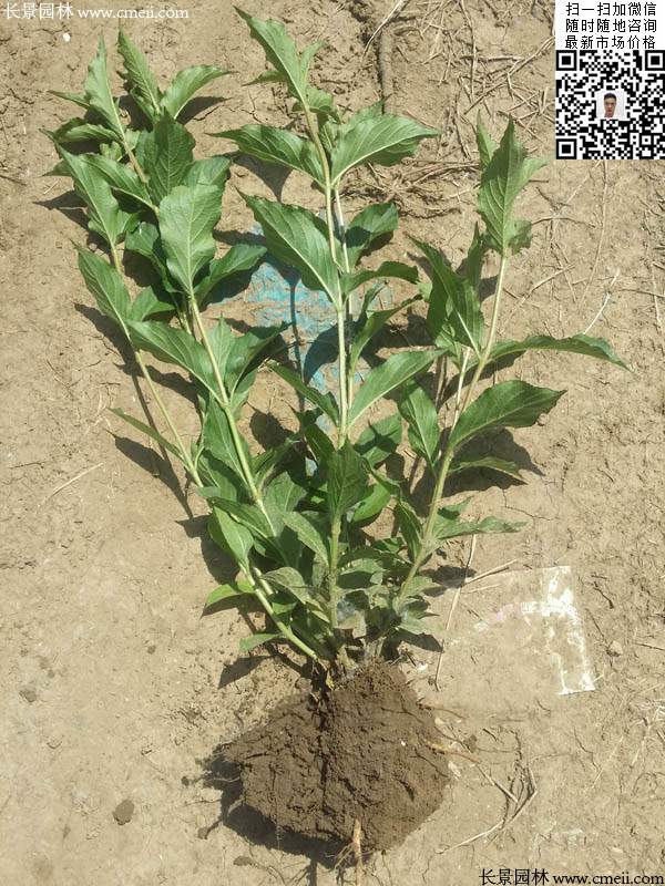 紅王子錦帶 紅王子錦帶