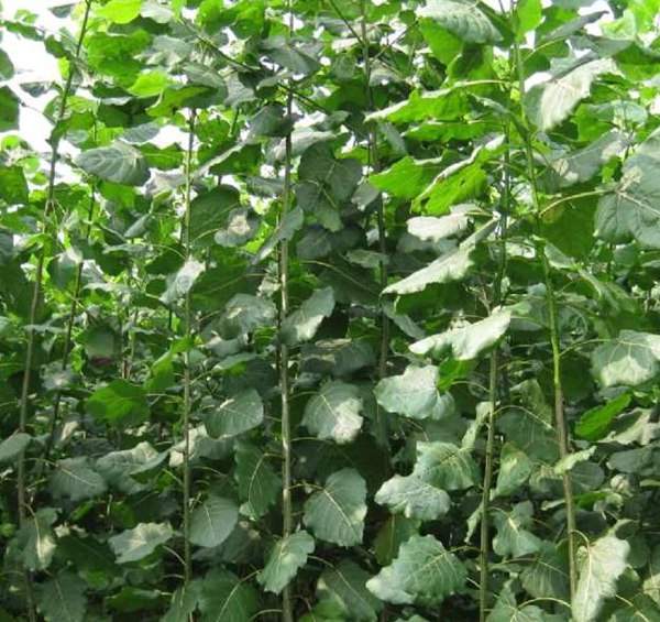 楊樹苗的規(guī)格 楊樹苗的規(guī)格