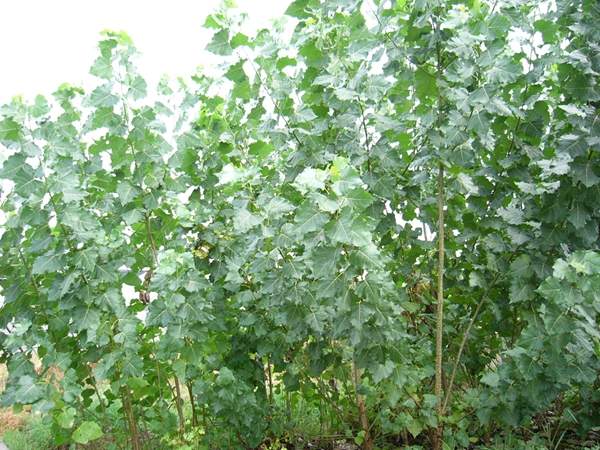 楊樹(shù)苗的價(jià)格 楊樹(shù)苗的價(jià)格