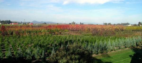 學(xué)習(xí)國(guó)外苗木行業(yè)經(jīng)驗(yàn)，搶先了解國(guó)內(nèi)市場(chǎng)動(dòng)態(tài)