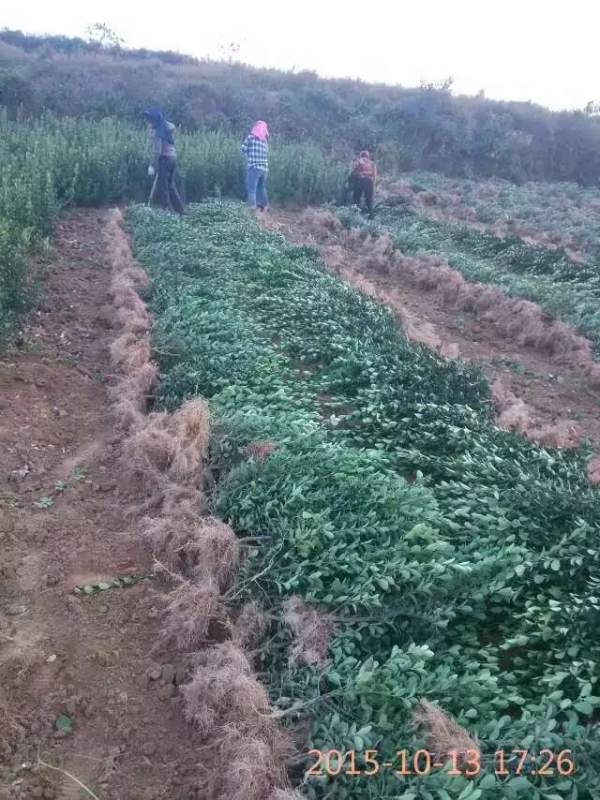 山東大葉黃楊華北大葉黃楊 山東大葉黃楊華北大葉黃楊