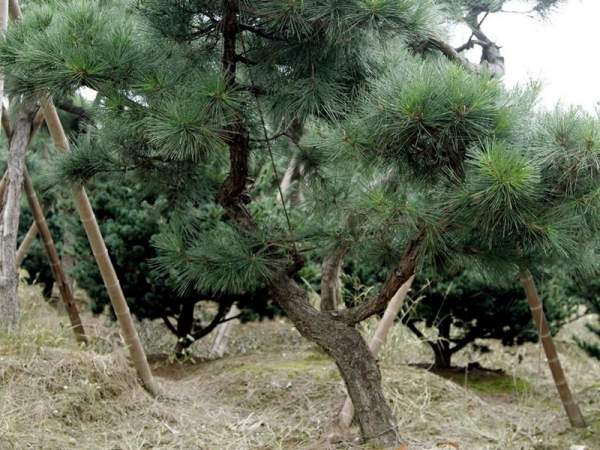 造型黑松樹哪里便宜？哪家的質(zhì)量好？