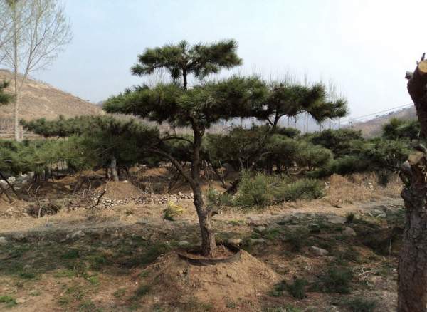 造型黑松樹哪里便宜？哪家的質(zhì)量好？