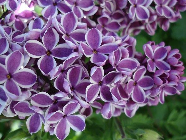 丁香花的花語是什么?