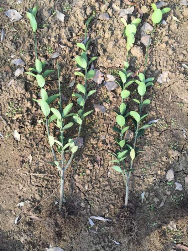 蕭山大葉黃楊小苗價格 蕭山大葉黃楊小苗價格