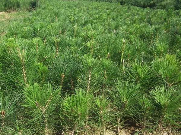 黑松種子什么時候種好,怎么種發(fā)芽率高?