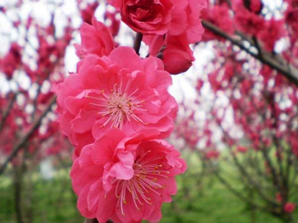紅梅花一般什么時候開花?