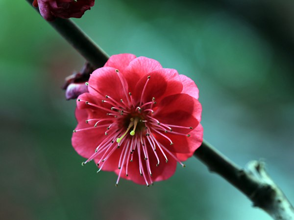 紅梅花一般什么時候開花?