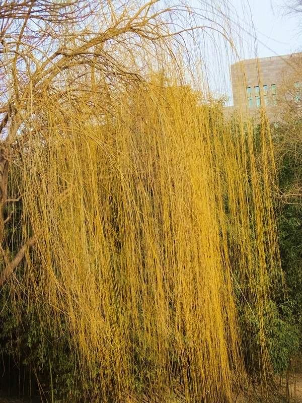 金絲柳 金絲柳