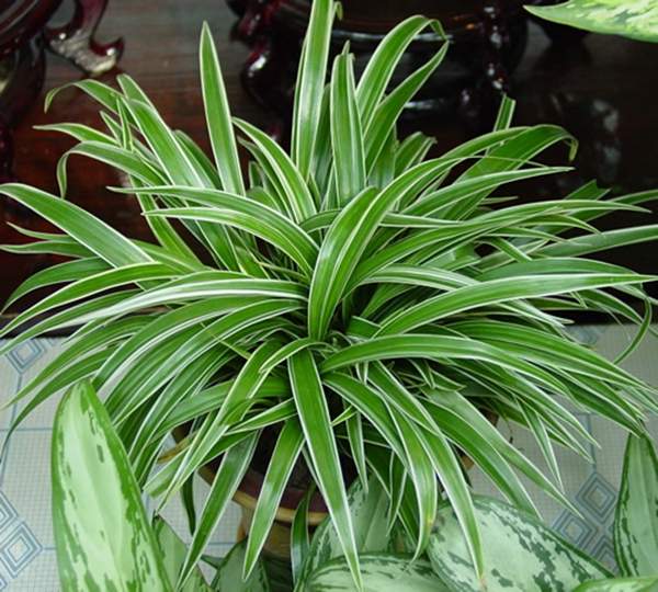 金邊麥冬盆景 金邊麥冬盆景