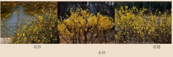 迎春花、金鐘和連翹如何區(qū)分？