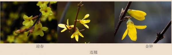 迎春花、金鐘和連翹如何區(qū)分？