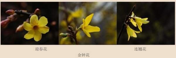 迎春花、金鐘和連翹如何區(qū)分？