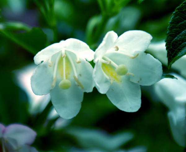 白花錦帶花 白花錦帶花