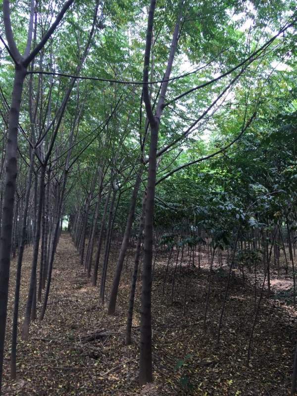 供應(yīng)胸徑6公分7公分8公分苦楝樹 供應(yīng)胸徑6公分7公分8公分苦楝樹