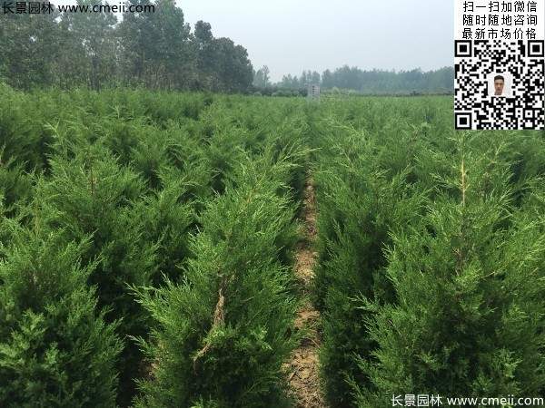 高度1米1.2米蜀檜精品苗優(yōu)惠價(jià)格出售 高度1米1.2米蜀檜精品苗優(yōu)惠價(jià)格出售
