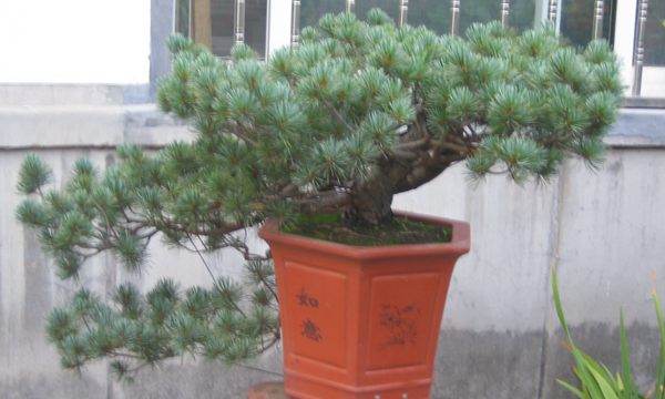 五針?biāo)稍煨?/> </p><p>
	五針?biāo)芍仓贻^矮，生長(zhǎng)緩慢，葉短枝密，姿態(tài)高雅，樹形優(yōu)美，是制作盆景的上乘樹種，制作出的五針?biāo)傻脑煨颓ё税賾B(tài)，觀賞性非常好。</p>
      </div>



      
    </article>
  </main>

</div>
<footer id=