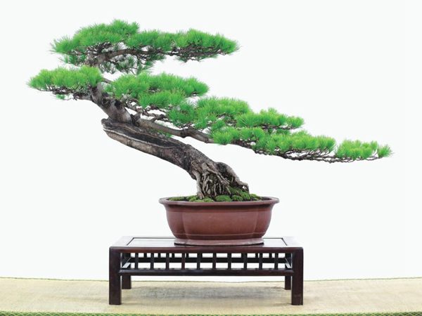 有著百變造型之王的五針?biāo)墒窃鯓訜挸傻?/><br/></div><p><strong>(1)取、審材</strong><br/>我國引種栽培五針?biāo)?,由于結(jié)實少,且多發(fā)育不良,種粒<a href='http://www.saeinsa.com/huahaijianshe/138890.html' target='_blank'>發(fā)芽率</a>低,故多采用嫁接法繁殖。<br/>盆栽五針?biāo)?,是制作五針?biāo)膳杈暗闹饕牧?。它的根爪,可否顯露,樁干有無彎度,哪些地方突出好看,都要仔細(xì)審視一番。通過審材,找出好觀賞面。五針?biāo)捎^賞價值高低,在于姿色的奇妙與否。通過審材,進行藝術(shù)取舍,決定部分根、枝、干、針葉的去留。<br/><strong>(2)上盆</strong><br/>①選盆:五針?biāo)勺藨B(tài)清秀古雅、翠葉蔥籠,宜用外型古雅,色澤深沉的紫砂陶盆。懸崖式用中深圓形盆或正方盆;斜干式、直干式則用長方形盆或橢圓盆;曲干式用稍深的馬槽盆;合栽式用較淺長方形盆,其大小可視樹形而選定。<br/>②用土:栽植五針?biāo)傻呐柰烈擞觅|(zhì)地疏松、肥沃的微酸性土,按輕壤60%,砂土3o%a與腐殖土to%的比例以及腐熟餅肥1份混合使用,PH值5-6最宜。<br/>③栽植:五針?biāo)缮吓柙灾惨源杭拘氯~吐芽前3月左右最好,也可在秋季新枝成長后8月中旬至9月進行。上盆前修剪傷根、爛根,剪短粗根,在剪口上涂蠟,以防松脂外流。栽時盆土要稍干,盆底墊一層碎瓦片及粗砂之類,以利排水透氣。<br/>④造型與布局:五針?biāo)芍l自然形成層片,層次分明,線條清晰;生長緩慢,枝干上無不定芽萌發(fā),因此不耐修剪。粗枝不易屈曲,蟠扎造型必須從幼齡樹開始,五針?biāo)稍煨蛻?yīng)以吊扎為主,結(jié)合修剪,作為基本方法。<br/>制作五針?biāo)膳杈?,和其它?盆栽五針?biāo)桑侵谱魑遽標(biāo)膳杈暗闹饕牧?。它的根爪,可否顯露,樁干有無彎度,哪些地方突出好看,都要仔細(xì)審視一番。通過審材,找出好觀賞面。五針?biāo)捎^賞價值高低,在于姿色的奇妙與否。通過審材,進行藝術(shù)取舍,決定部分根、枝、干、針葉的去留。<br/><br/><strong>制作五針?biāo)膳杈埃推渌杈耙粯?,要注重盆面的布局,要講究自然,給人以舒適的美感。</strong><br/>盆面布局,應(yīng)有疏有密,或“疏能走馬”,或“密不通風(fēng)”。要突出主體,在一盆中,合栽幾株五針?biāo)?,要突出主體,其余則為烘托與陪襯。<br/>盆面布局,要講究層次,這在盆中表現(xiàn)為粗細(xì)、大小的對比。細(xì)到一枝一根上下功夫,使之形象生動,景中有景。樹樁的枝干、針片,各占盆面多少位置,樹、石、亭、橋、屋宇、人物小品等配件的大小,要精心安排,恰到好處,突出盆景主題??傊浞诌\用藝術(shù)造型和造景手法以提高盆景的整體藝術(shù)美。<br/><br/></p><div align=