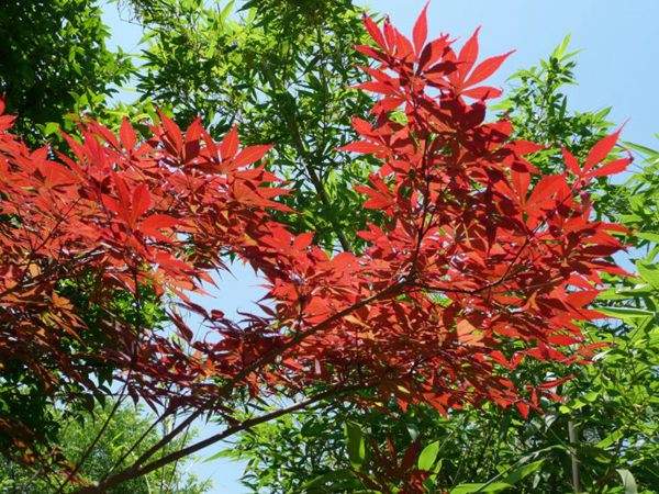 紅楓作衫，白楊為裙，美的傾國傾城！