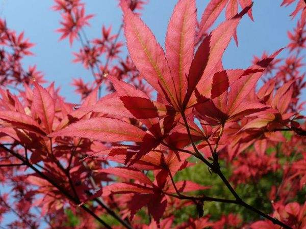 紅楓作衫，白楊為裙，美的傾國傾城！