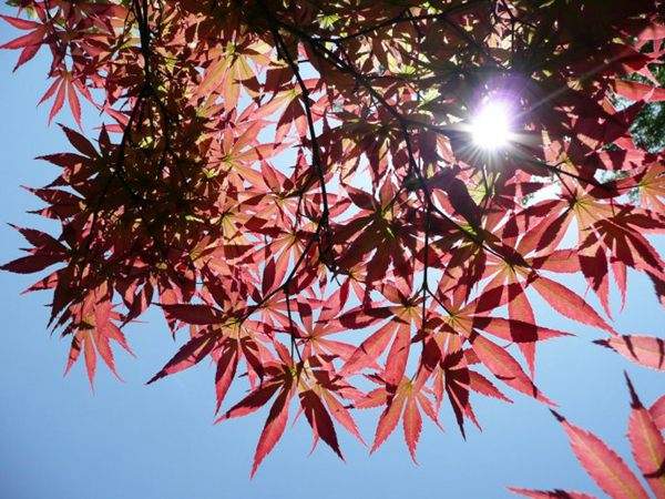 紅楓作衫，白楊為裙，美的傾國傾城！