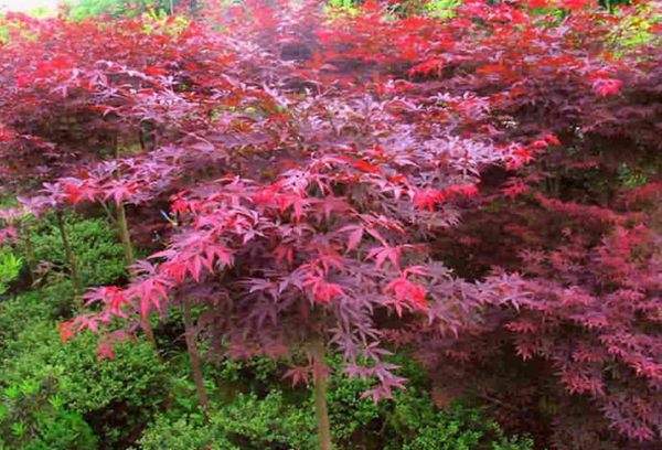 紅楓作衫，白楊為裙，美的傾國傾城！
