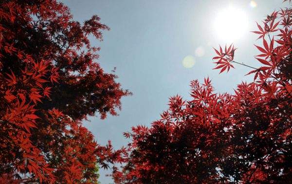 紅楓作衫，白楊為裙，美的傾國傾城！