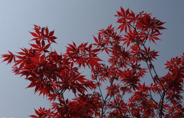 紅楓作衫，白楊為裙，美的傾國傾城！
