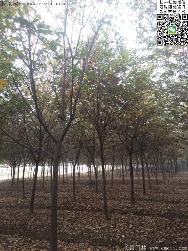 沭陽(yáng)櫸樹