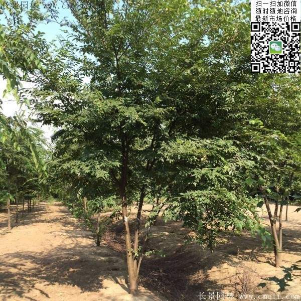 大規(guī)格櫸樹(shù)