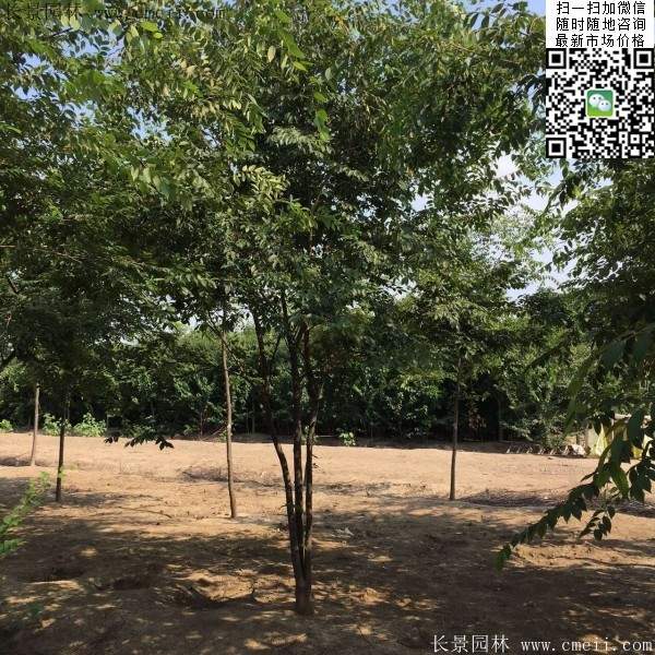 大規(guī)格櫸樹(shù)