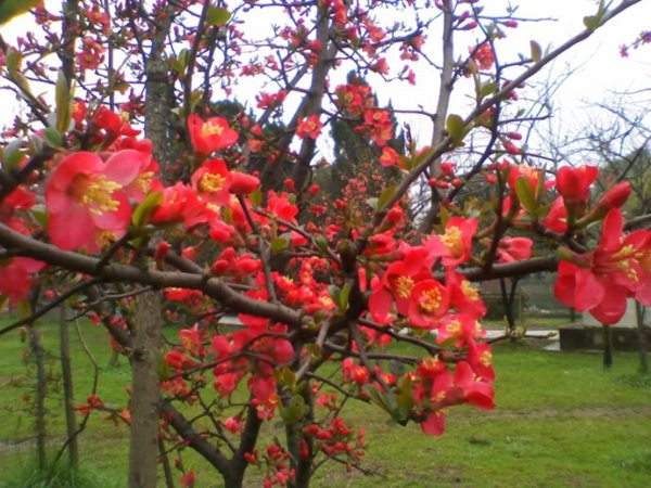 想要貼梗海棠花開得好，修剪養(yǎng)護(hù)很重要