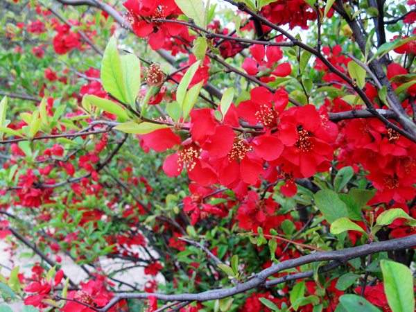 想要貼梗海棠花開得好，修剪養(yǎng)護(hù)很重要