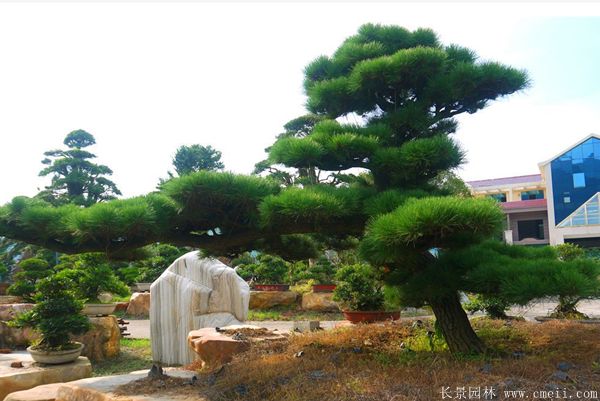 黑松造型 黑松造型