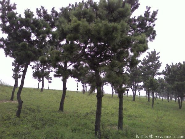 沭陽(yáng)黑松的價(jià)格 沭陽(yáng)黑松的價(jià)格