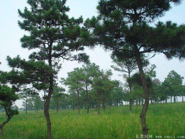 沭陽(yáng)黑松的價(jià)格 沭陽(yáng)黑松的價(jià)格