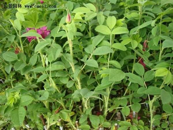 物美價(jià)廉的食用玫瑰在哪買？