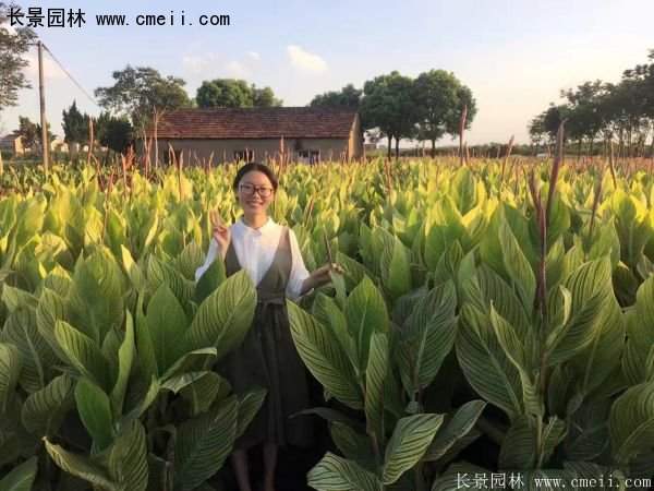 低價格，高質(zhì)量的美人蕉