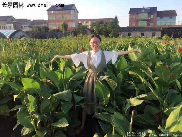 低價格，高質(zhì)量的美人蕉