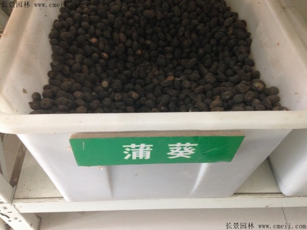 蒲葵種子圖片