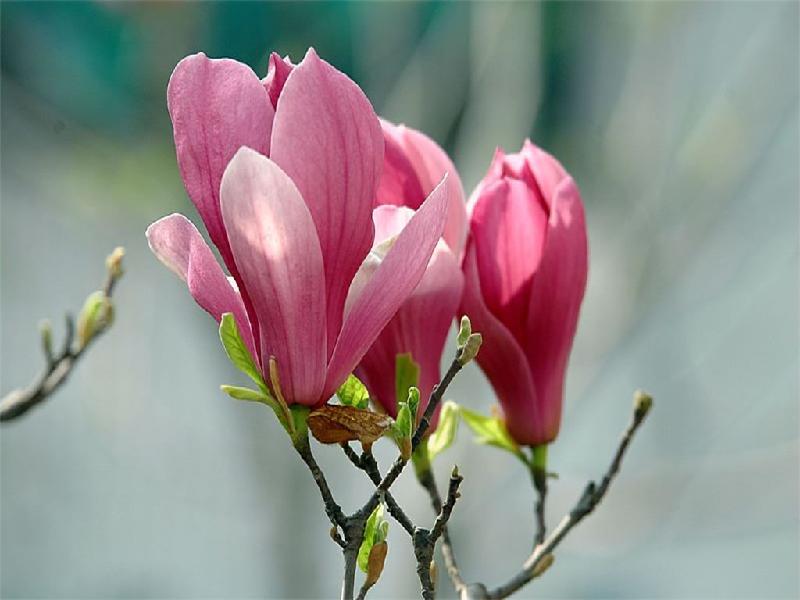 紫玉蘭花期是什么時候？