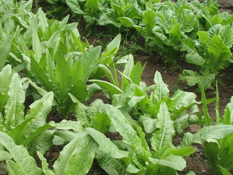 飼用苦荬菜 飼用苦荬菜
