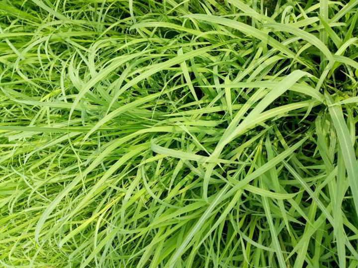 稗子草 稗子草